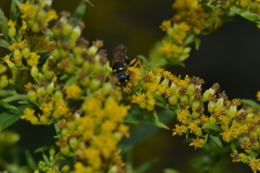 Cerceris arenaria
