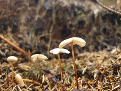 Mycetinis scorodonius