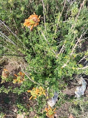 Leonotis ocymifolia