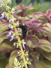 Bombus pensylvanicus