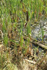 Typha latifolia