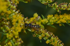 Cerceris arenaria