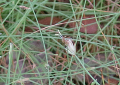 Eleocharis baldwinii