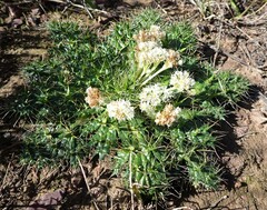 Arctopus echinatus