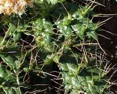 Arctopus echinatus