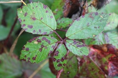Phragmidium violaceum