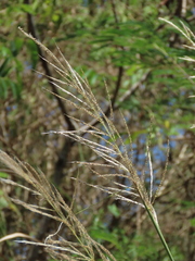 Saccharum spontaneum