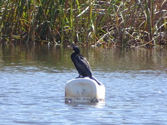 Microcarbo africanus africanus