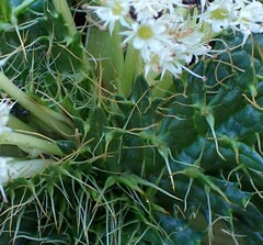 Arctopus echinatus