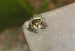 Carrhotus sannio