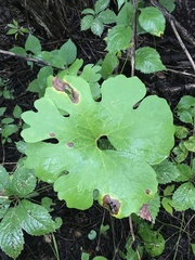 Sanguinaria canadensis