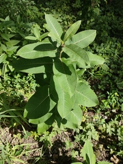 Asclepias syriaca