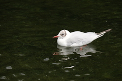 Chroicocephalus ridibundus