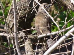 Cercotrichas coryphoeus coryphoeus