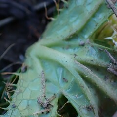 Arctopus echinatus