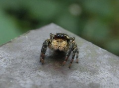 Carrhotus sannio