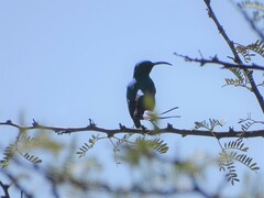 Nectarinia famosa famosa