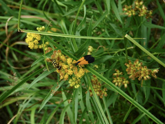Lycomorpha pholus