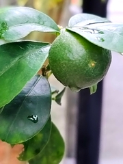 Citrus × microcarpa