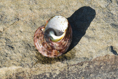 Trochoidea