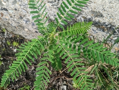Sesbania cannabina
