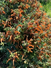 Salvia aurea
