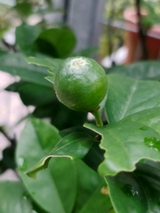Citrus × microcarpa