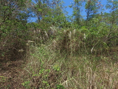 Saccharum spontaneum