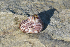 Trochoidea