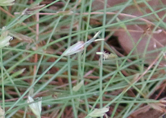 Eleocharis baldwinii