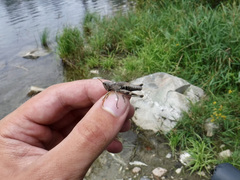 Chloealtis conspersa