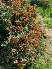 Salvia aurea
