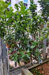 Citrus × microcarpa