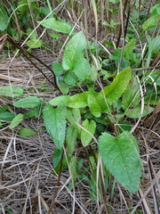 Packera schweinitziana