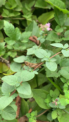 Euchorthippus declivus