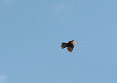 Ducula badia