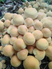 Hypholoma fasciculare