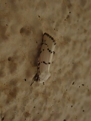 Grotella binda