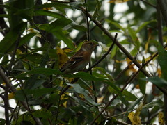 Fringilla montifringilla
