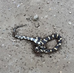 Lampropeltis californiae