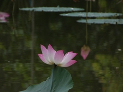 Nelumbo nucifera