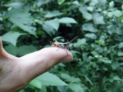 Chloealtis conspersa