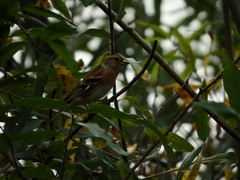 Fringilla montifringilla
