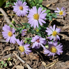 Symphyotrichum oblongifolium