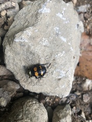 Nicrophorus tomentosus
