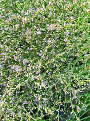 Limonium carolinianum