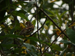 Fringilla montifringilla