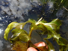 Potamogeton praelongus