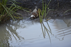 Passer domesticus indicus