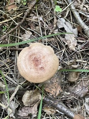 Lactarius pubescens